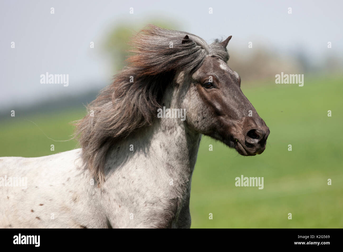 Cavallo islandese. Ritratto di Stefano blu adulto. Austia Foto Stock