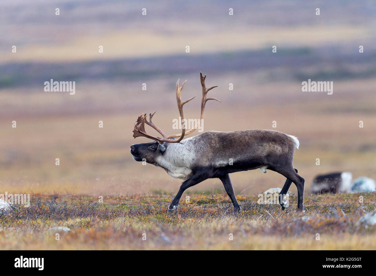 Renne (Rangifer tarandus), maschio nel solco Foto Stock