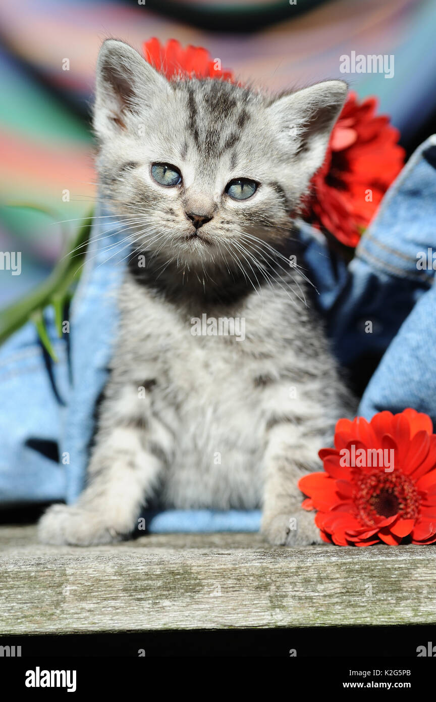 Il gatto domestico, European Shorthair. Kitten guardando fuori dai pantaloni jeans, rosso con fiori di Gerbera. Germania Foto Stock