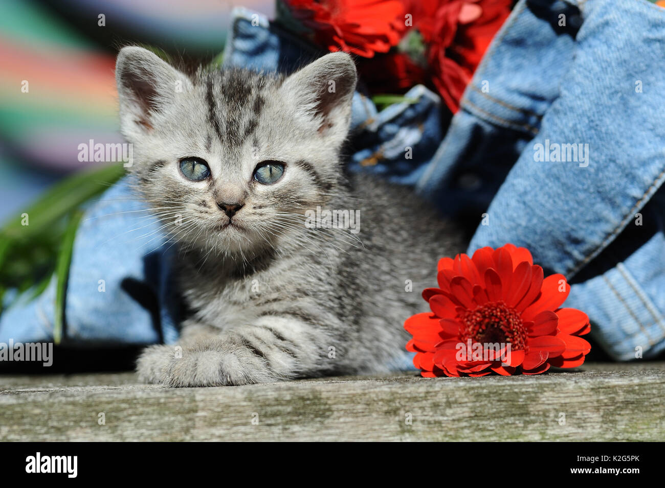Il gatto domestico, European Shorthair. Kitten guardando fuori dai pantaloni jeans, rosso con fiori di Gerbera. Germania Foto Stock