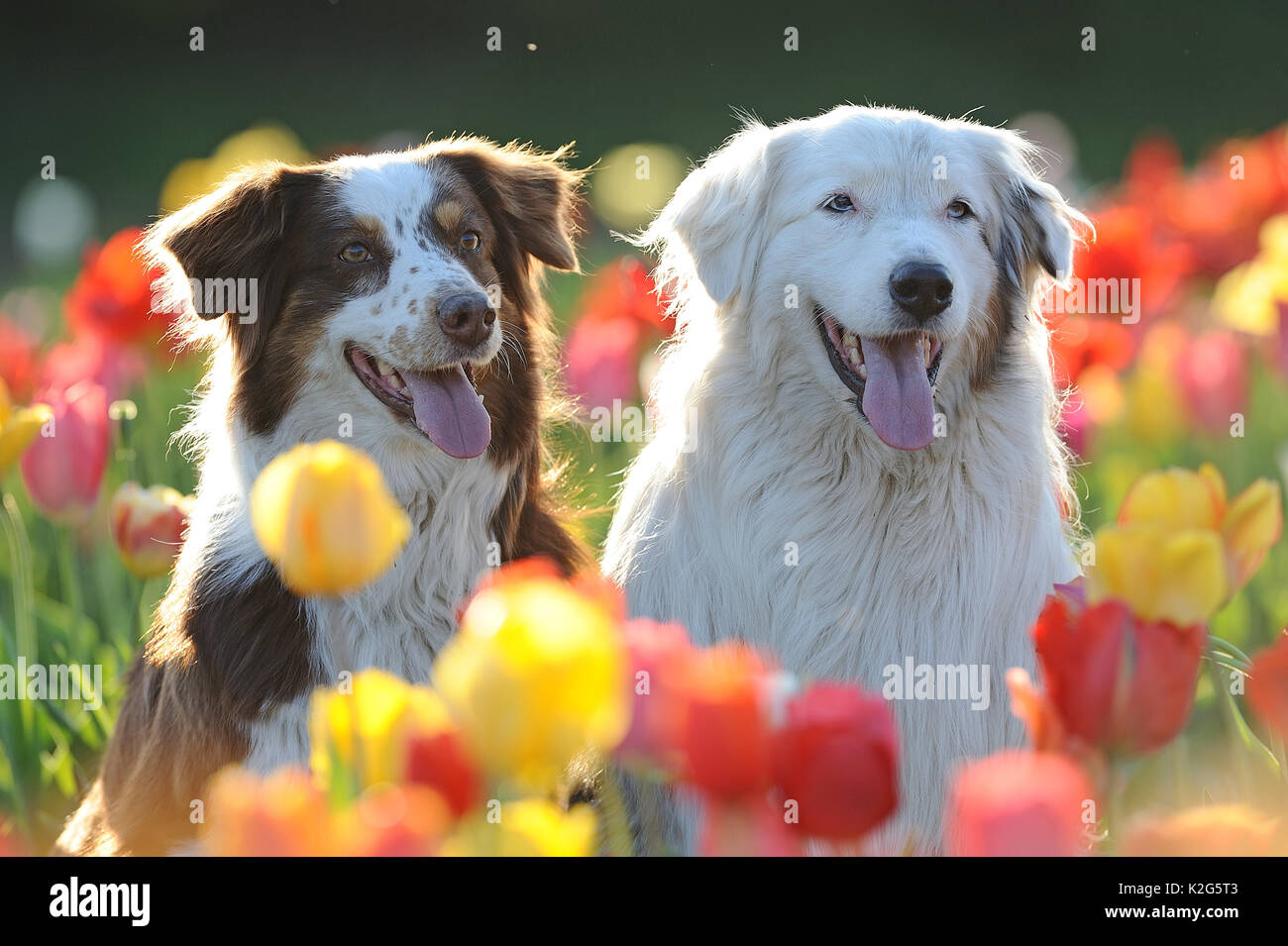 Pastore australiano. Due adulti seduti in fioritura rossa e tulipani gialli. Germania Foto Stock