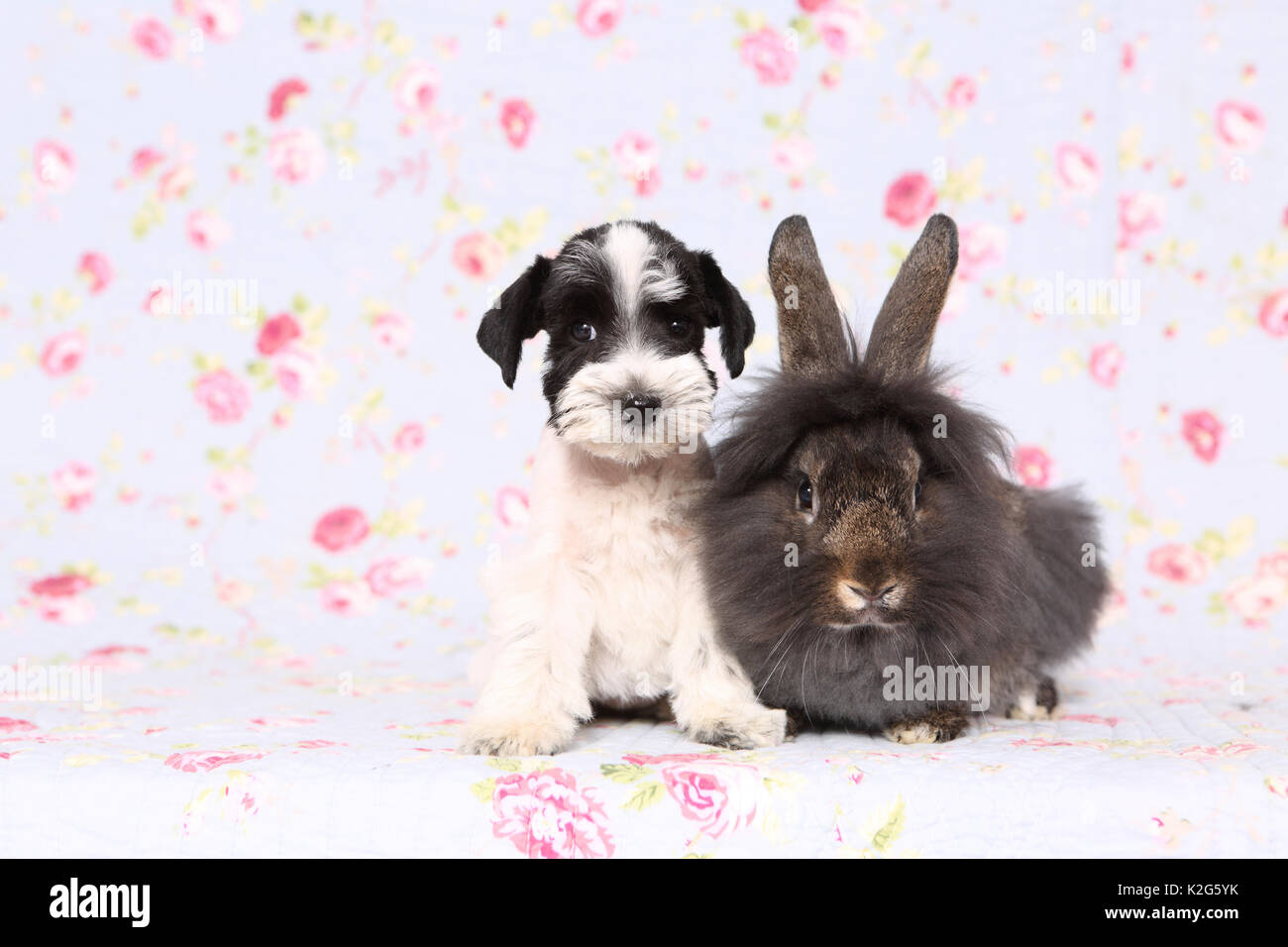 Particol-colorata Schnauzer miniatura seduto accanto a Lionhead rabbit, visto contro uno sfondo con stampa fiori. Germania Foto Stock