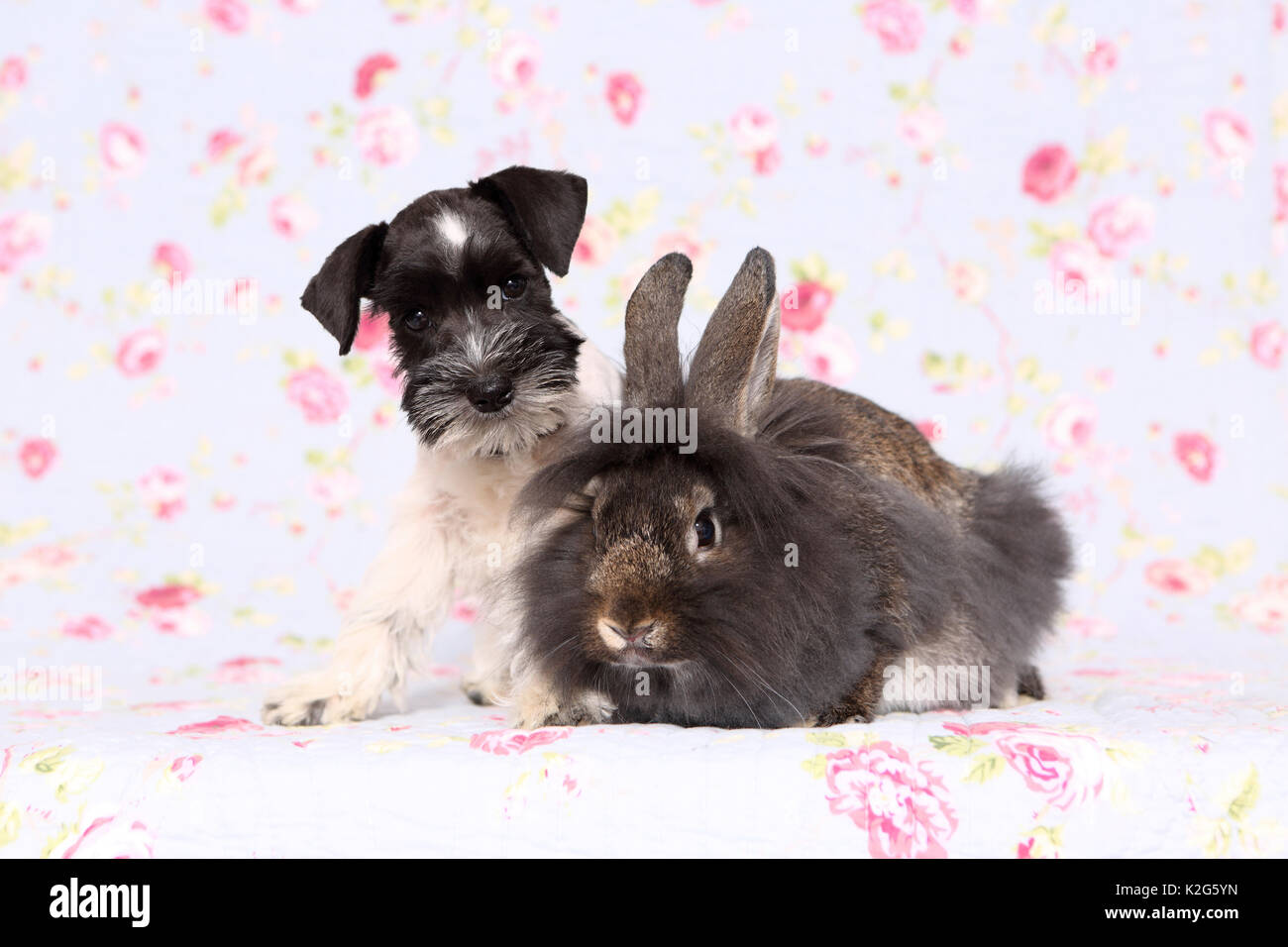 Particol-colorata Schnauzer miniatura seduto accanto a Lionhead rabbit, visto contro uno sfondo con stampa fiori. Germania Foto Stock