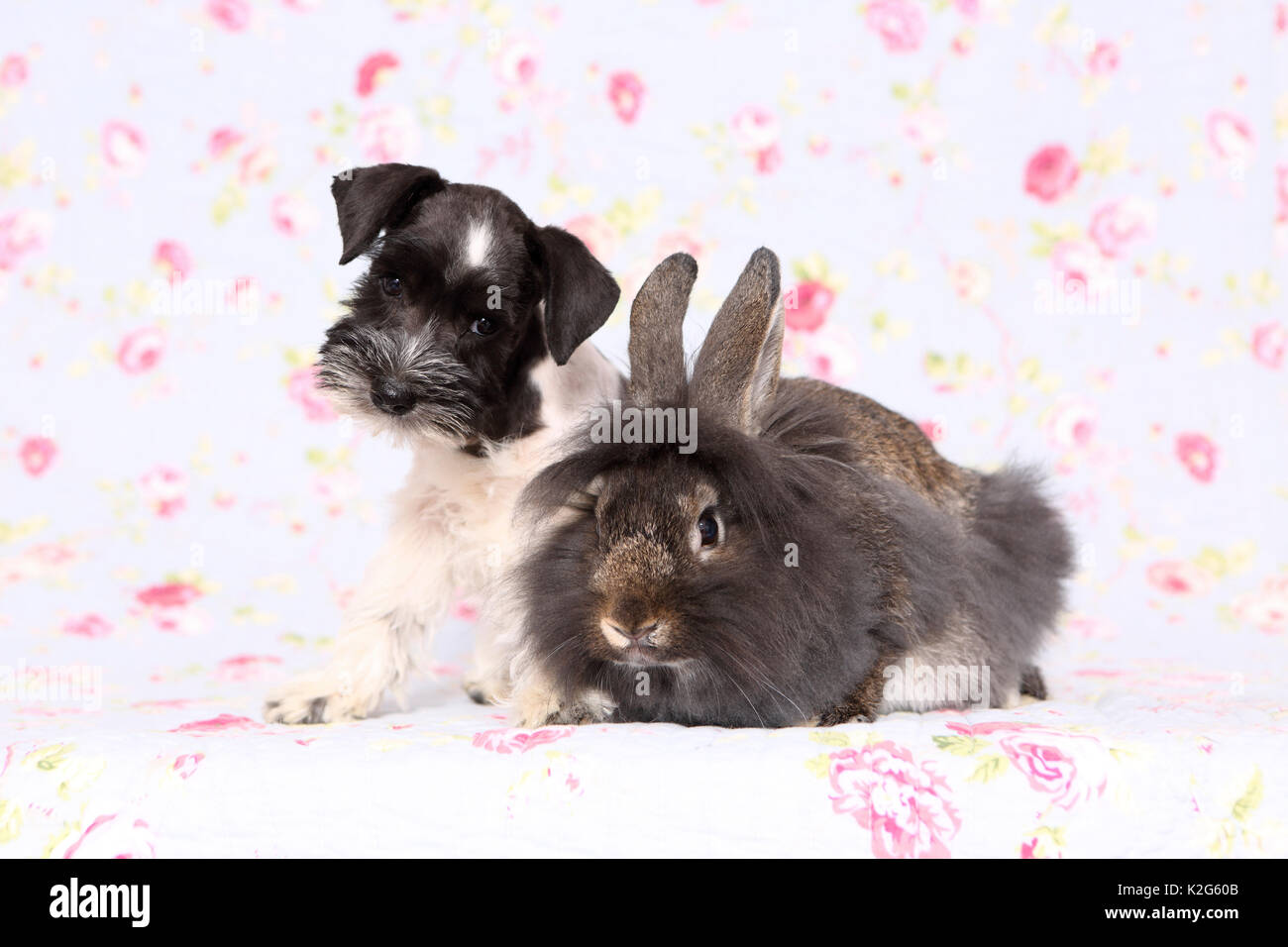 Particol-colorata Schnauzer miniatura seduto accanto a Lionhead rabbit, visto contro uno sfondo con stampa fiori. Germania Foto Stock