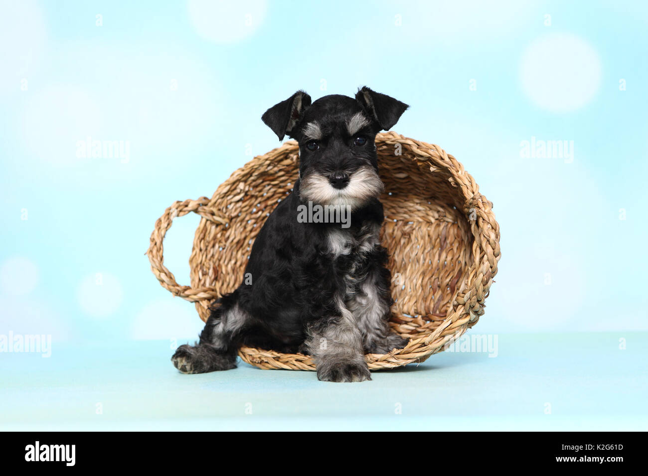 Schnauzer in miniatura. Cucciolo seduto in un cestello, visto contro un fondo azzurro. Germania Foto Stock