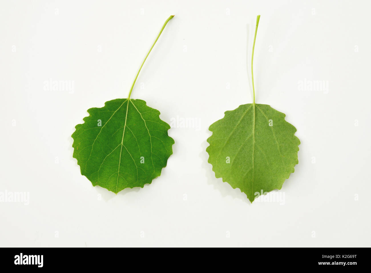 Aspen (Populus tremula), foglie fresche, upperside, parte inferiore, studio immagine. Foto Stock