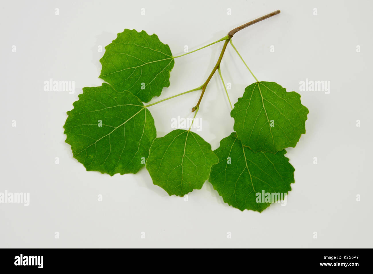Aspen (Populus tremula), ramoscello con foglie fresche, studio immagine. Foto Stock