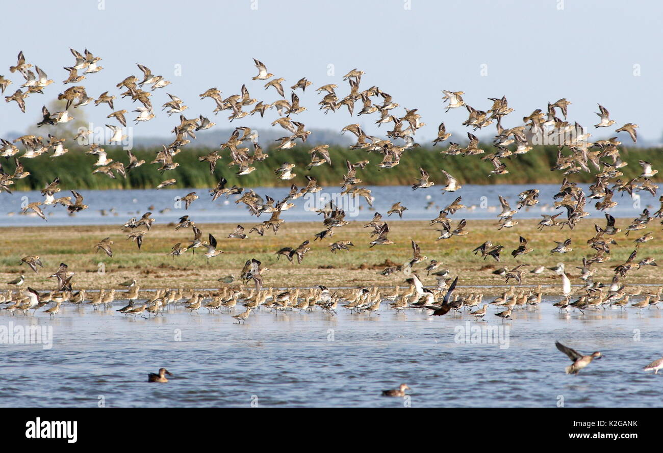 Grande gregge di European Golden plovers (Pluvialis apricaria) in volo. Foto Stock