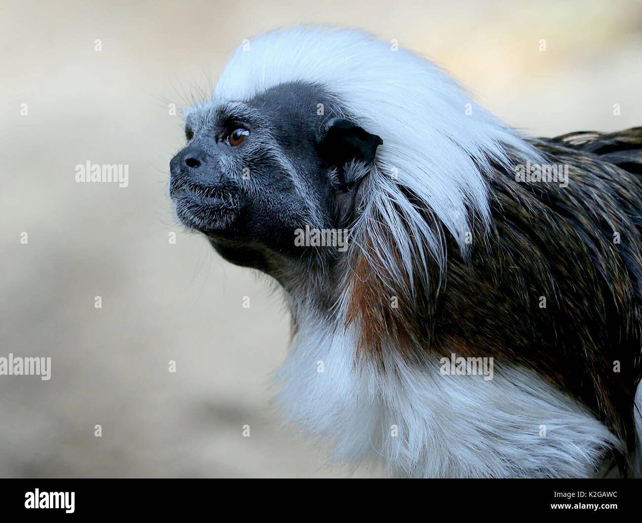 Il cotone top tamarin o Pinché tamarin (Saguinus oedipus) ritratto, visto di profilo. Originaria del Nord Ovest della Colombia Foto Stock