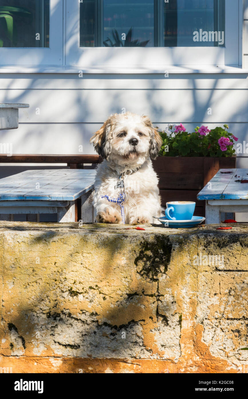 Divertente cane con una tazza di caffè appoggiato su di una parete in corrispondenza di un cafe Foto Stock