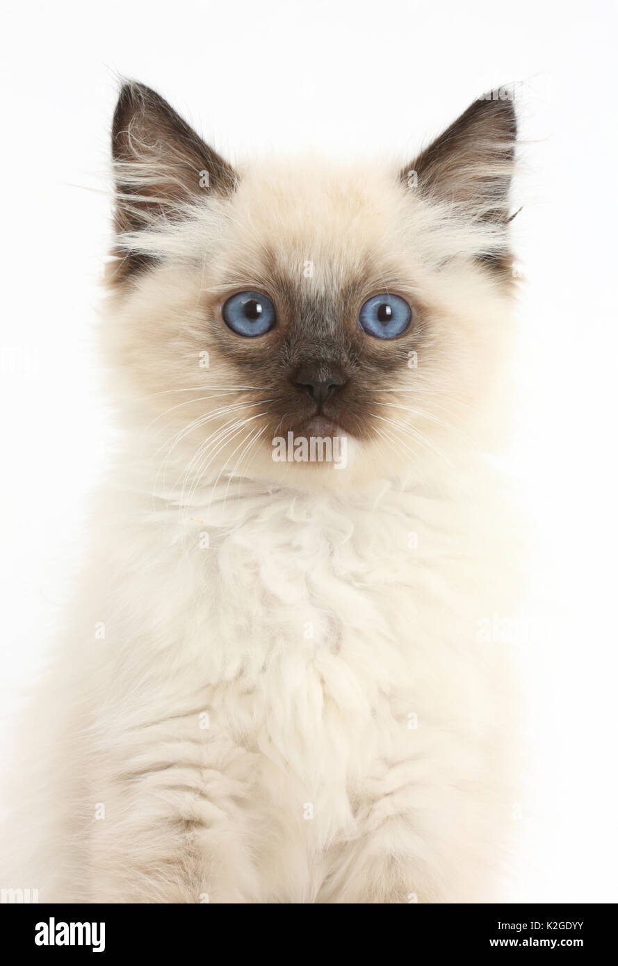 Gattini Ragdoll, età di dieci settimane. Foto Stock
