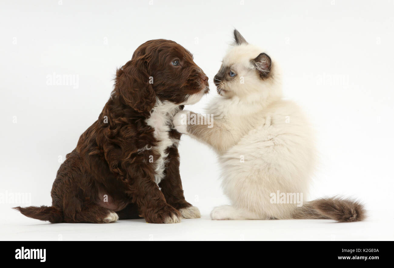 Gattini Ragdoll, dieci settimane, interagendo con il cioccolato Cockapoo cucciolo, età di 6 settimane. Foto Stock