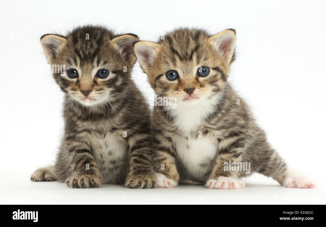 Due giovani tabby gattini, 3 settimane. Foto Stock
