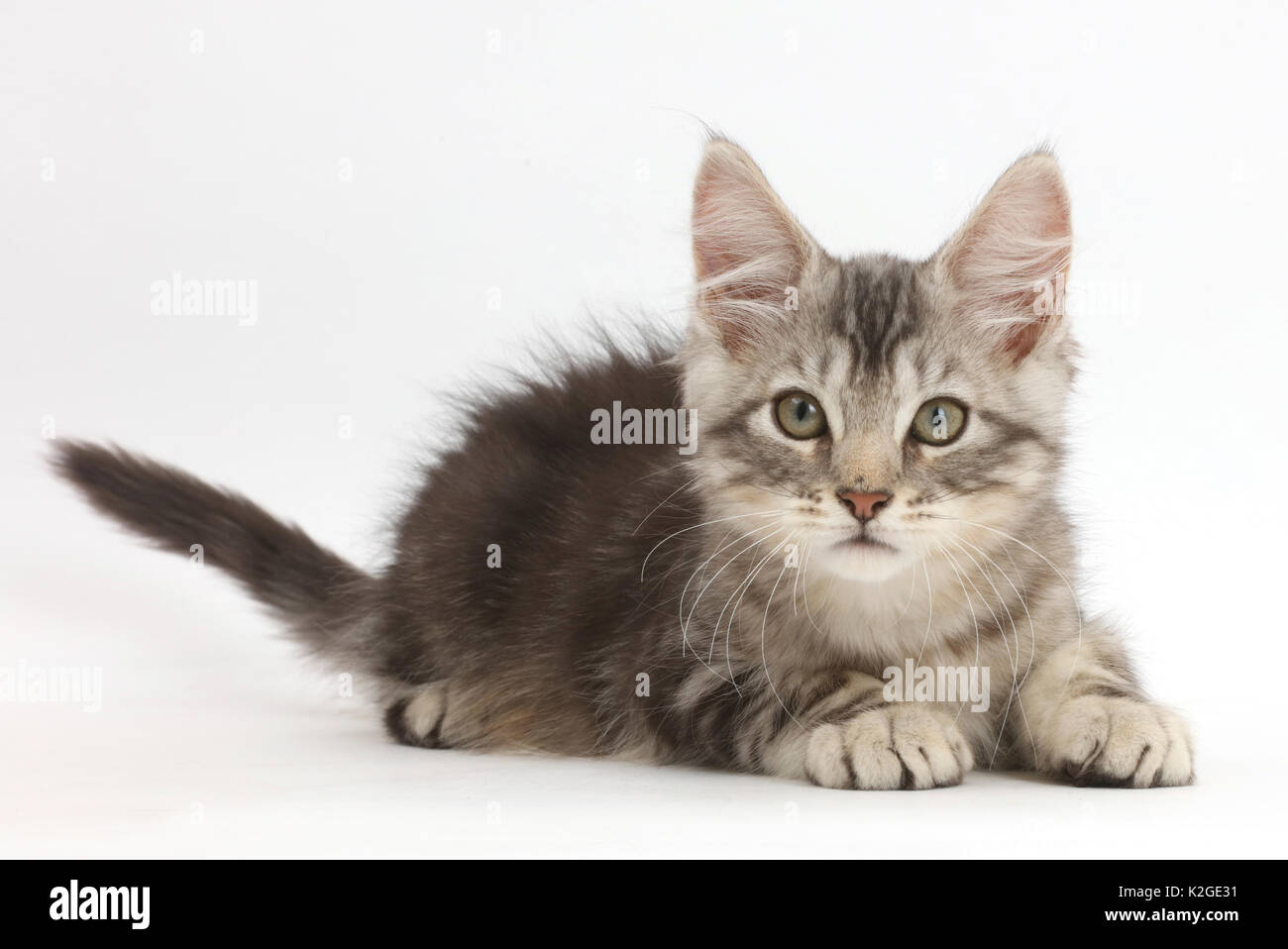 Silver tabby kitten, Loki, età di 11 settimane. Foto Stock