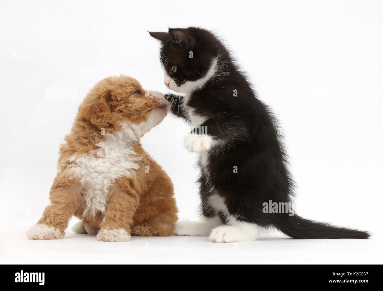 In bianco e nero gattino, Solo, 6 settimane, picchiettando a F1b goldendoodle giocattolo (Golden Labrador cross barboncino Toy) cucciolo. Foto Stock