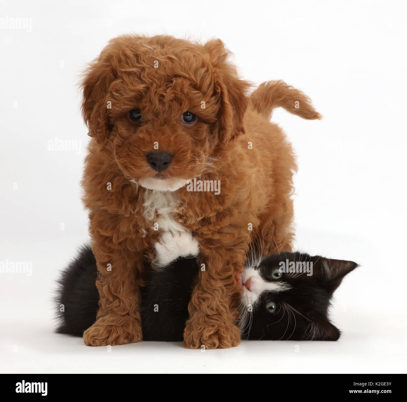In bianco e nero gattino, Solo, 7 settimane, giocando con F1b Cavapoo giocattolo (Cavalier King Charles Spaniel barboncino trasversale) cucciolo. Foto Stock