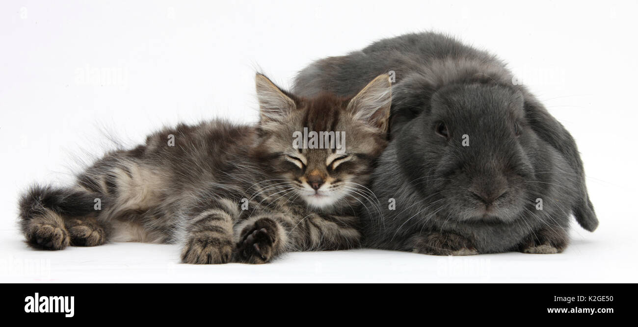 Tabby kitten, squidge, dieci settimane, dormire con blu-grigio lop rabbit. Foto Stock