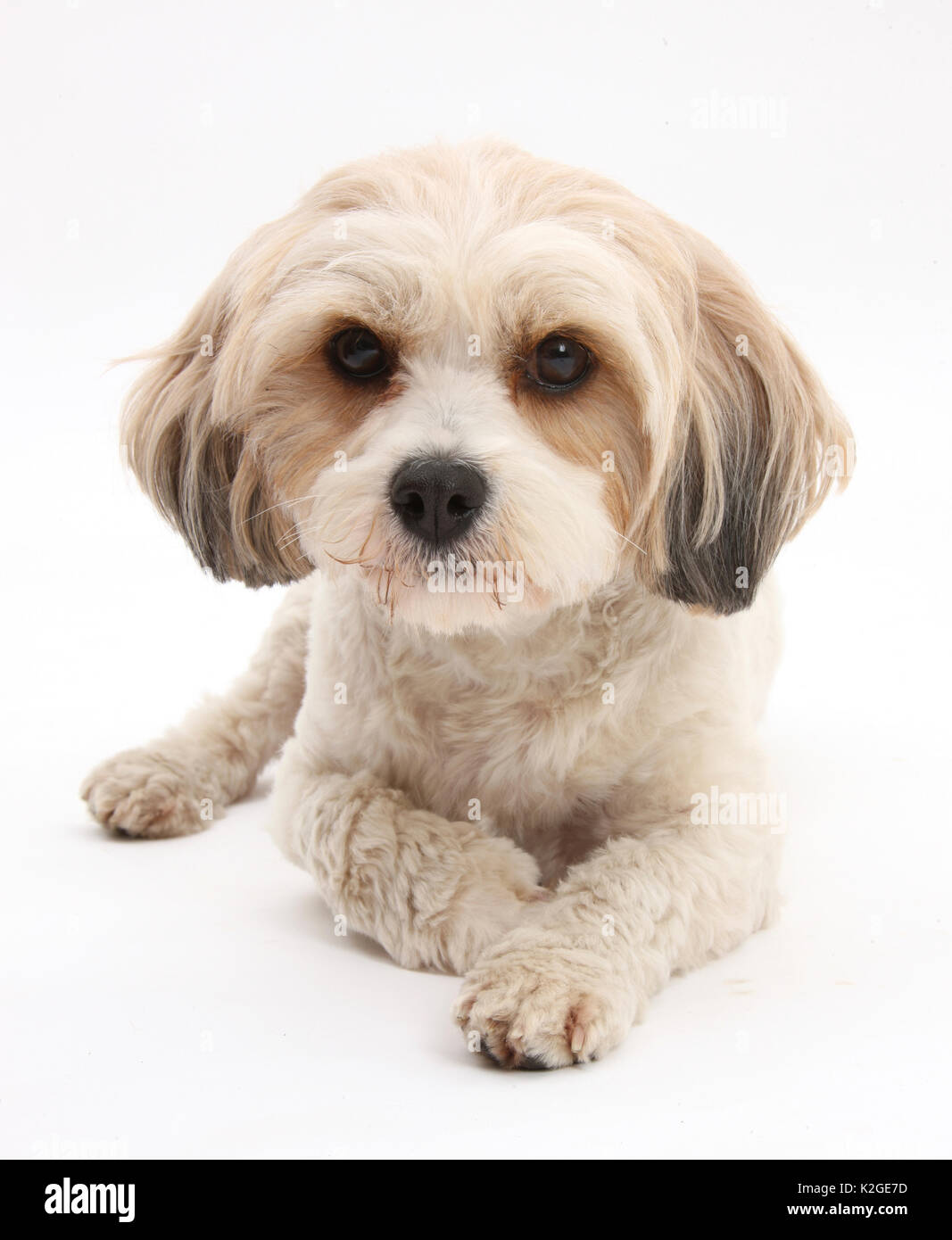 Cavachon, Cavalier King Charles Spaniel cross Bichon frise Foto Stock