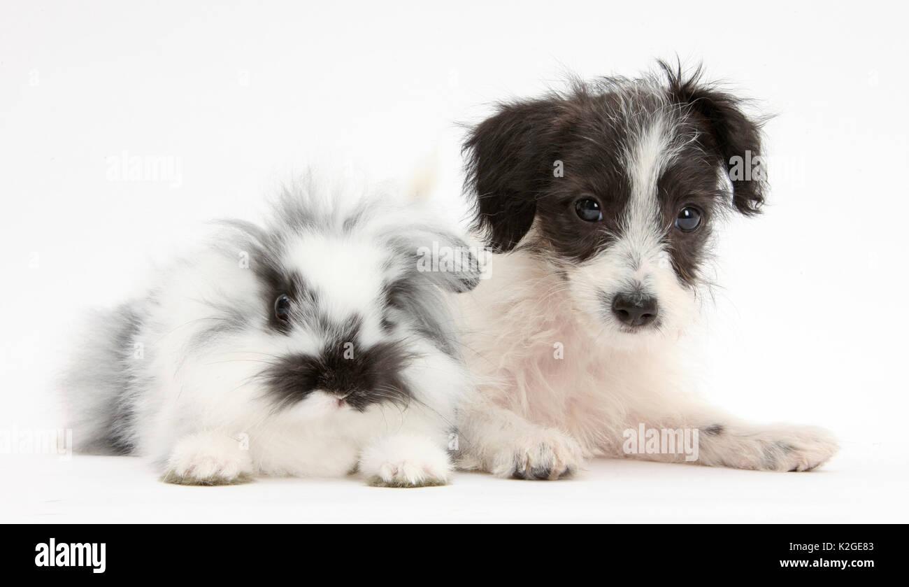 In bianco e nero Jack-a-poo, Jack Russell cross barboncino cucciolo di età di 8 settimane, con soffici in bianco e nero il coniglio. Foto Stock