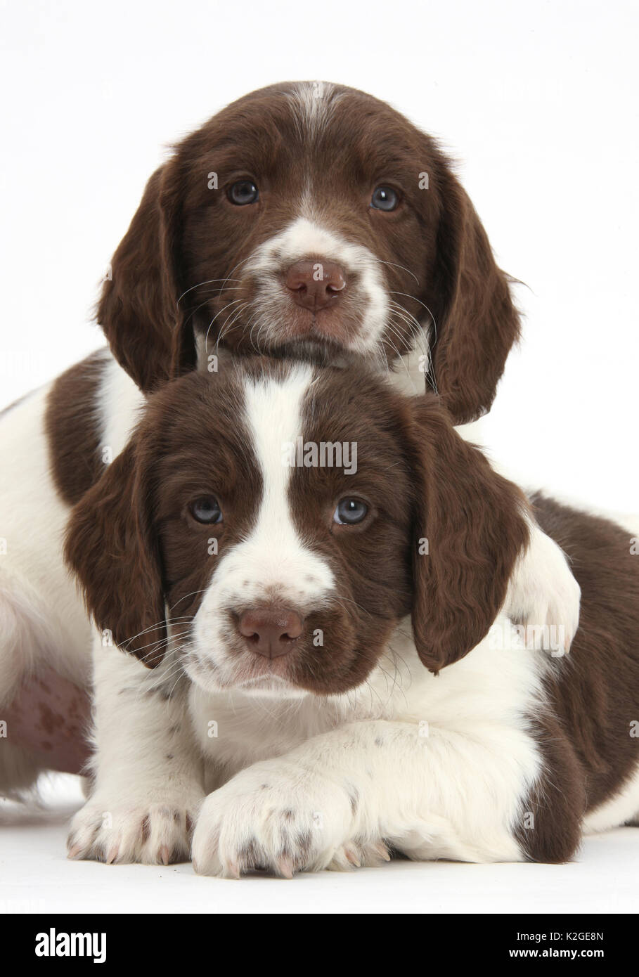 Lavorando English Springer spaniel cuccioli, di età di 6 settimane. Foto Stock
