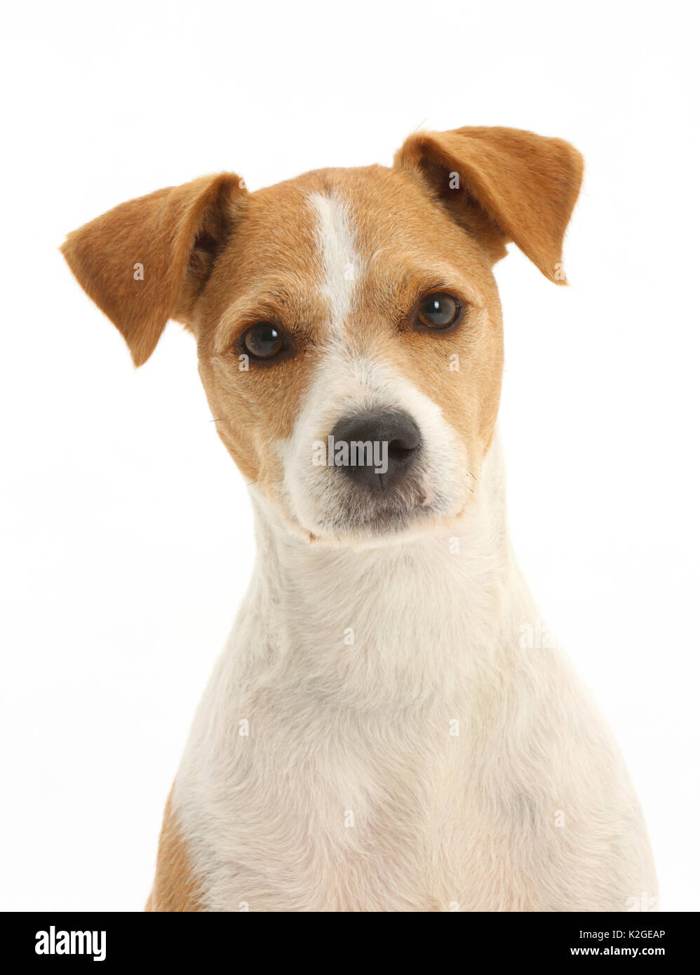 Jack Russell Terrier, Bobby. Foto Stock