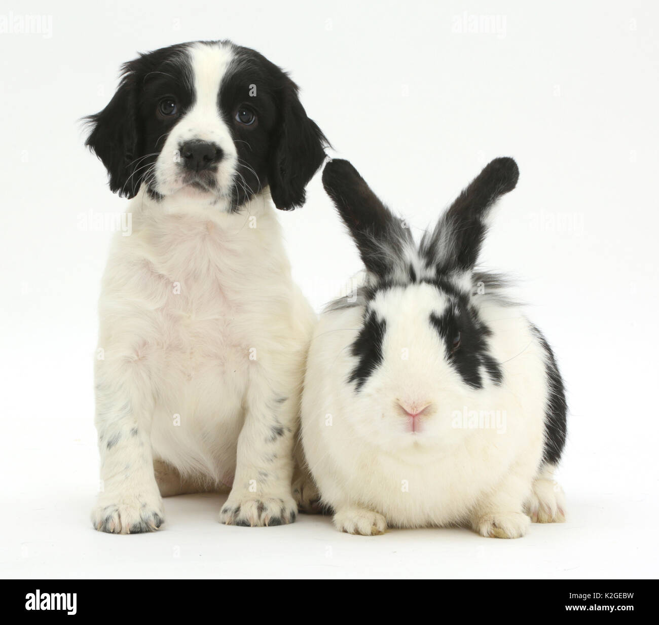 In bianco e nero Springer spaniel cucciolo, età di 6 settimane, e coniglio. Foto Stock