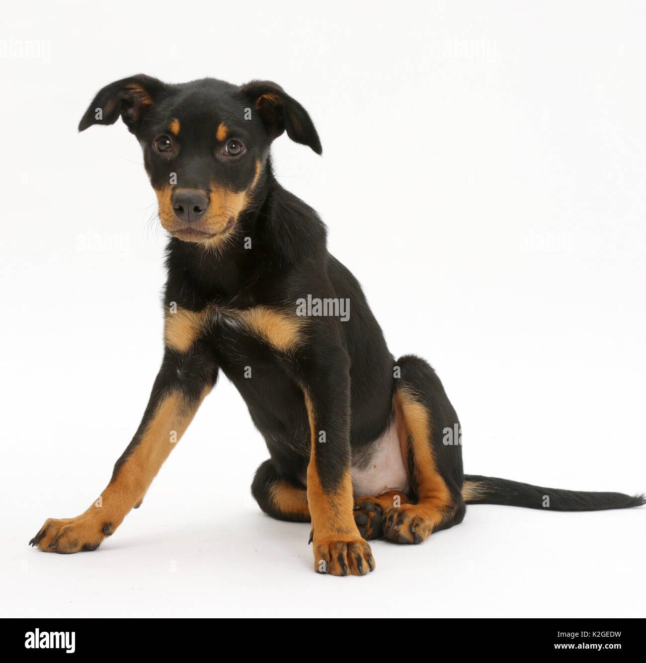 Australian Kelpie, seduta. Foto Stock