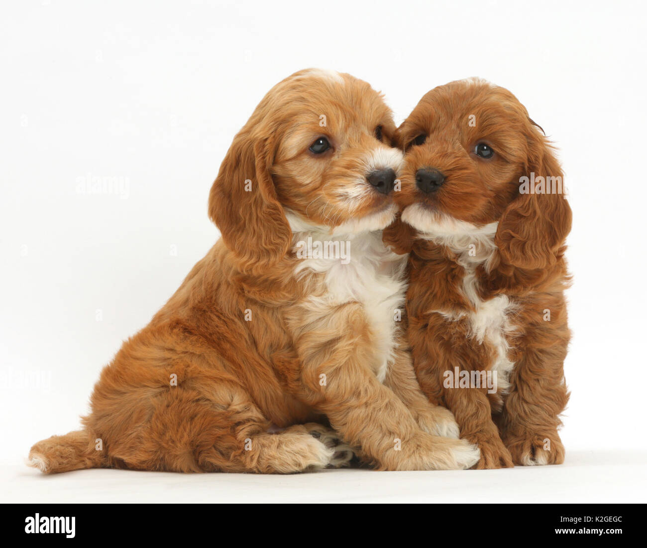 Due Cuccioli Cockapoo, cocker spaniel barboncino trasversale. Foto Stock