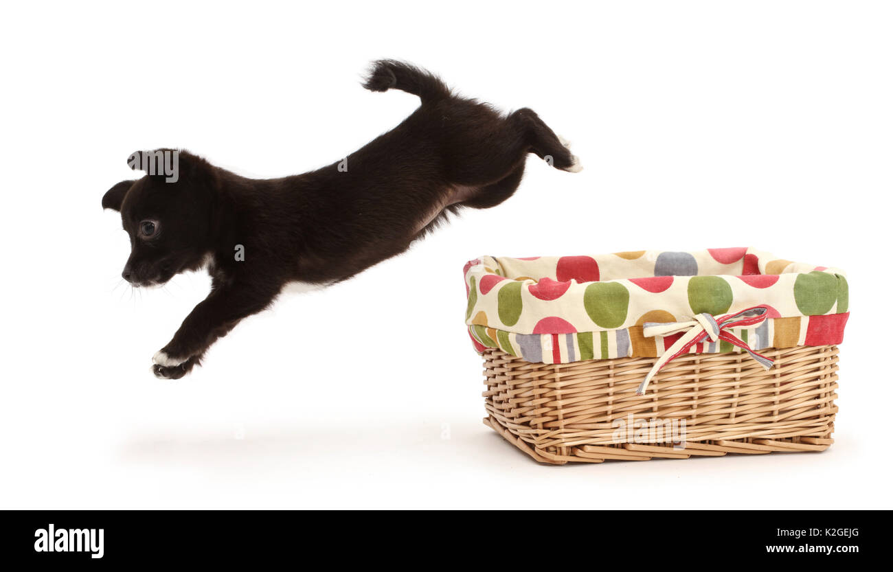 Croce di Chihuahua Jack Russell cucciolo saltando fuori del cestello. Foto Stock
