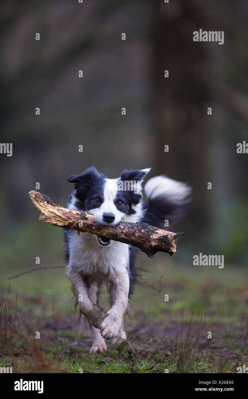 Bianco e nero Border Collie con bastone, Hampstead Heath, Inghilterra, Regno Unito, Marzo. Foto Stock