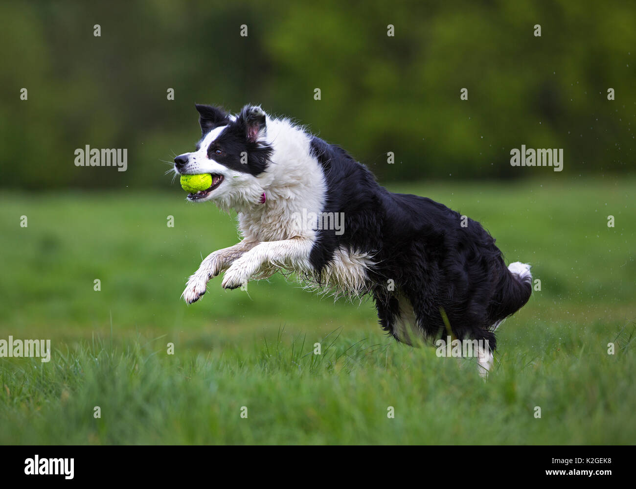 Bianco e nero Border Collie in esecuzione con sfera, Hampstead Heath, Inghilterra, Regno Unito. Foto Stock