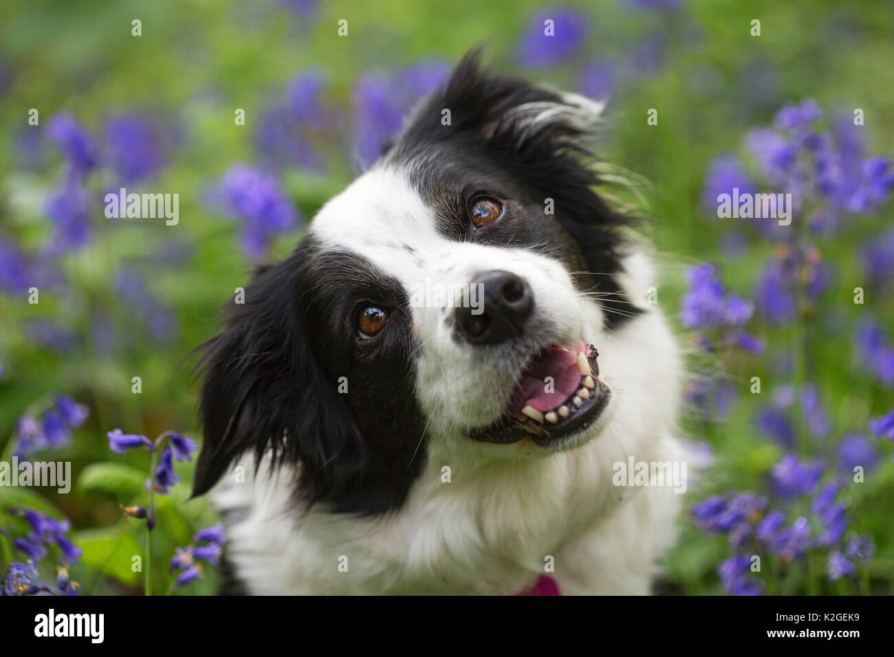 Ritratto di bianco e nero Border Collie in bluebells, Hampstead Heath, Inghilterra, Regno Unito. Foto Stock