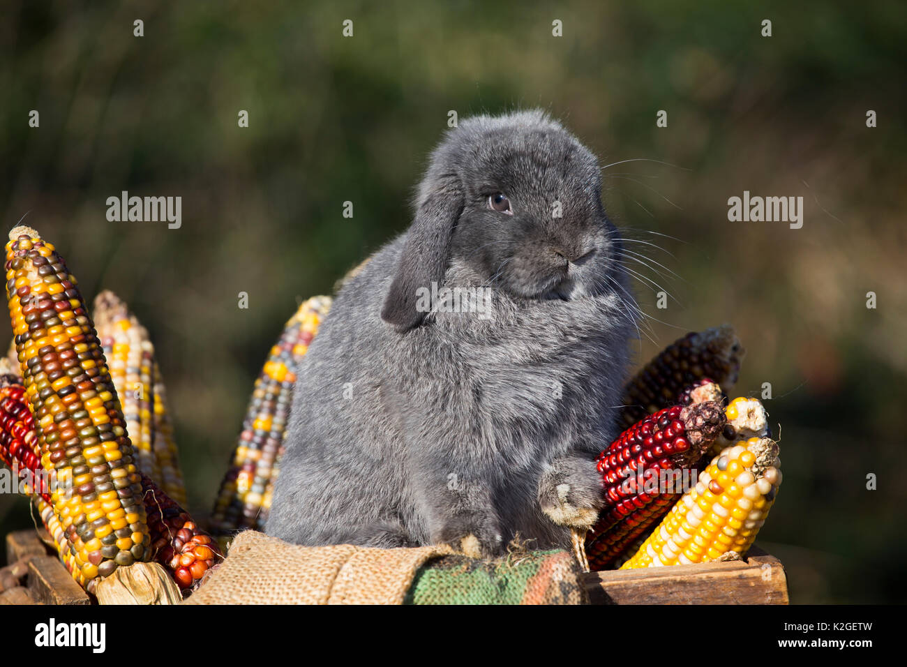 Holland Lop rabbit tra foglie di quercia e mais Indiano, Newington, Connecticut, Stati Uniti d'America Foto Stock