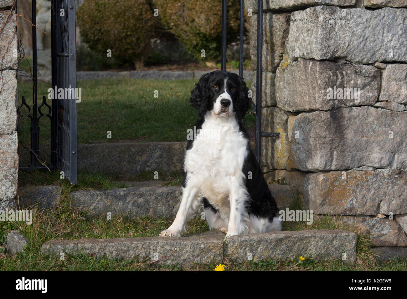 English Springer Spaniel (Visualizza tipo) sui motivi station wagon, Waterford, Connecticut, Stati Uniti d'America Foto Stock