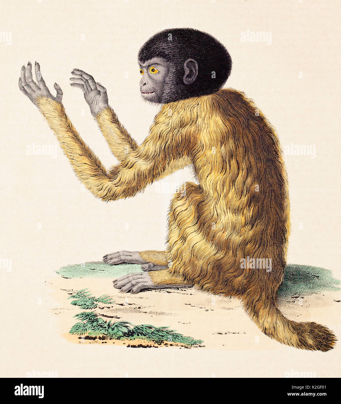 Illustrazione di un Nero intitolata uakari (Cacajao melanocephalus) incisione da un bozzetto di Alexander von Humboldt e Aime Bonpland, inclusa nel loro volume sul confronto di zoologia e di anatomia. Il disegno è stato basato su una scimmietta hanno mantenuto il loro viaggio Orinoco. Foto Stock