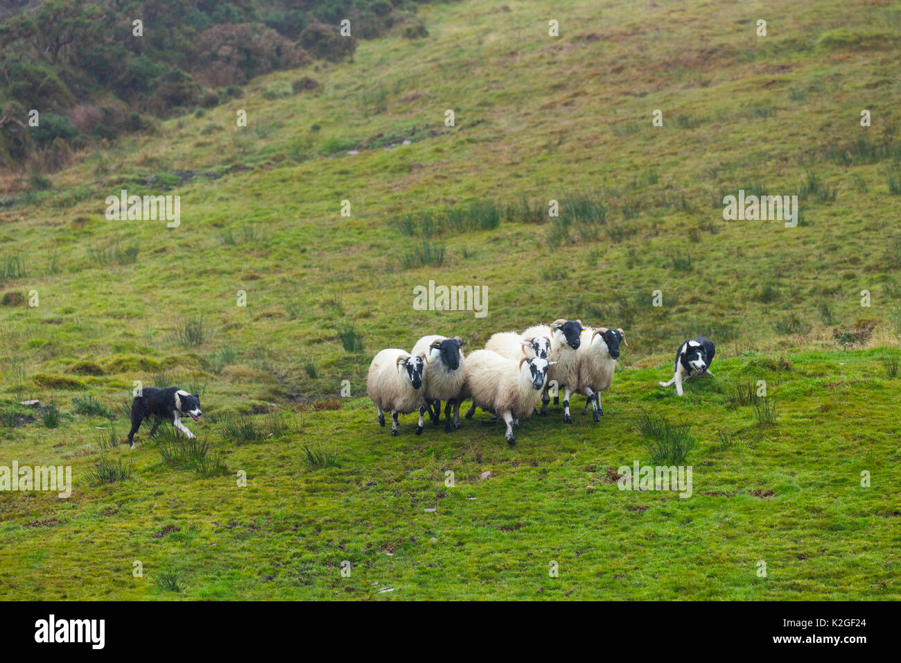 Radunare le pecore a sheepdog trial in Caitins, Kells Area, Ring of Kerry, Iveragh Peninsula, nella contea di Kerry, Irlanda, Europa. Settembre 2015. Foto Stock