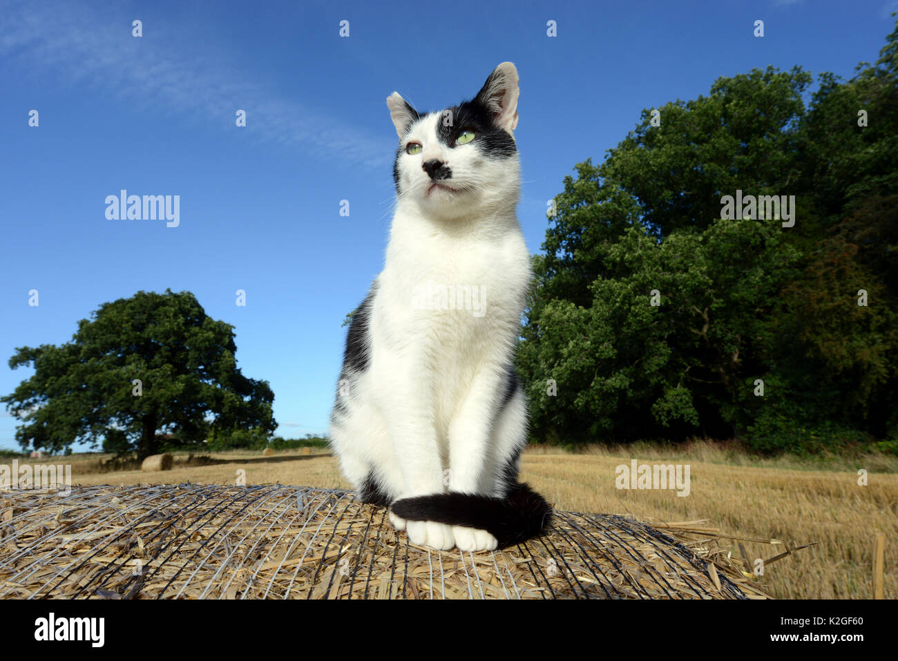 Interni in bianco e nero cat (Felis silvestris catus) seduti su un round di balle di paglia, Herefordshire, Inghilterra, Regno Unito. Foto Stock