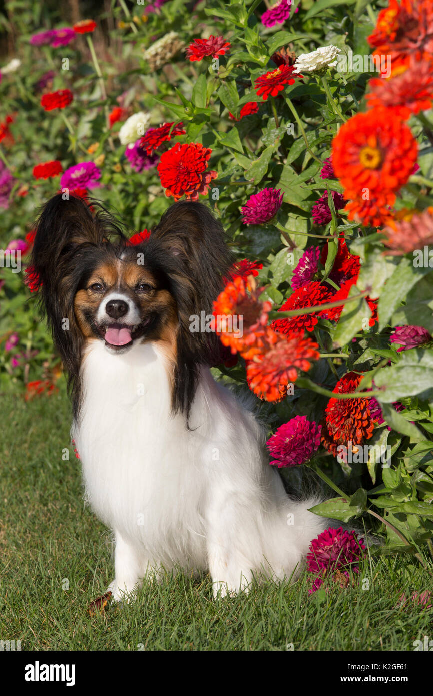 Maschio cane Papillon accanto a tarda estate fiori, STATI UNITI D'AMERICA Foto Stock
