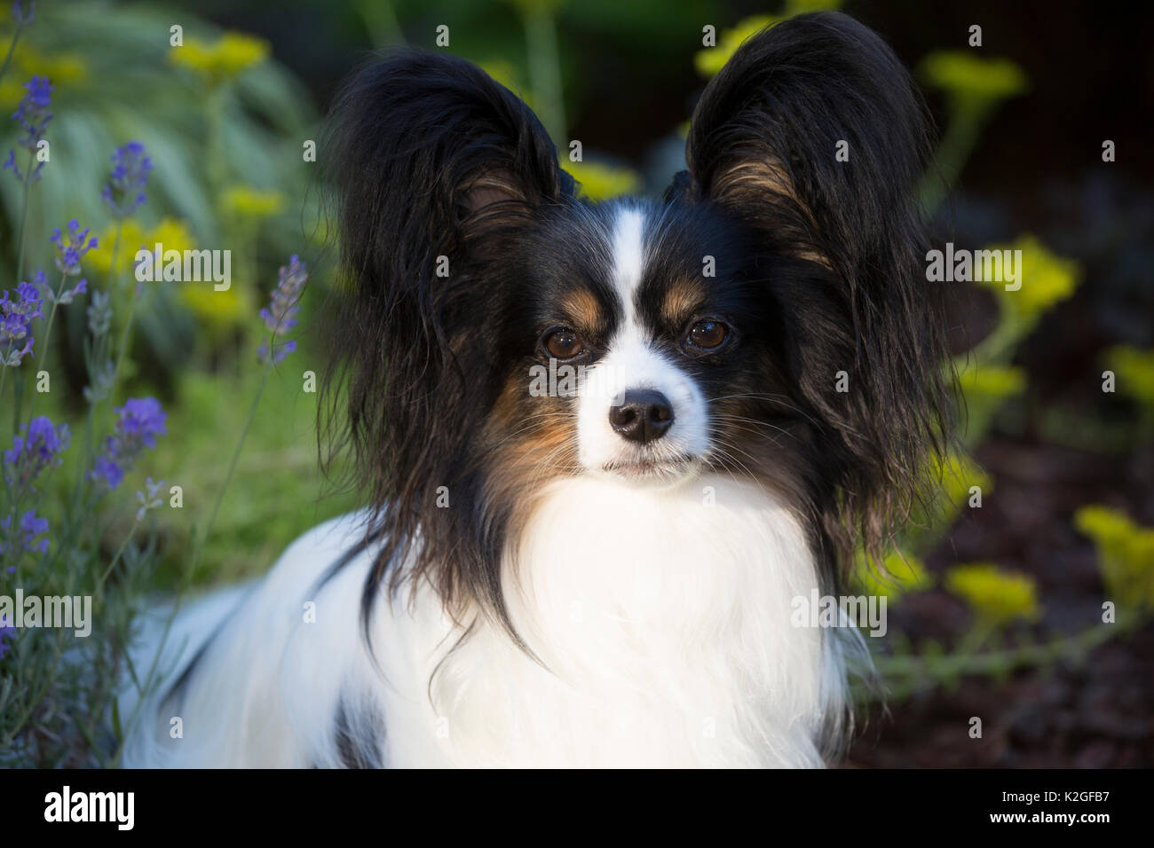 Papillon cane ritratto, STATI UNITI D'AMERICA. Foto Stock