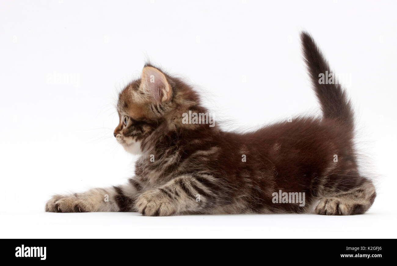 Tabby Persiano-cross gattino, 7 settimane di età. Foto Stock