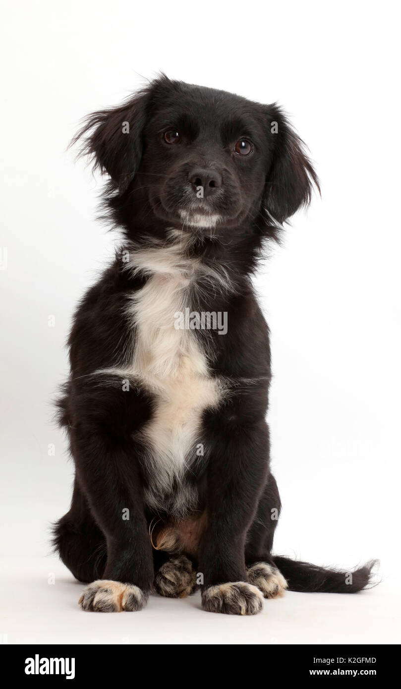 In bianco e nero di salvataggio cucciolo di cane. Foto Stock