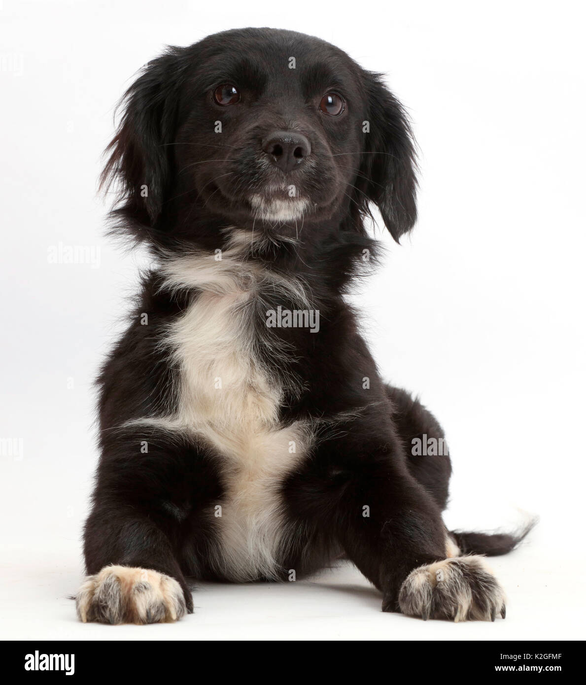 In bianco e nero di salvataggio cucciolo di cane. Foto Stock