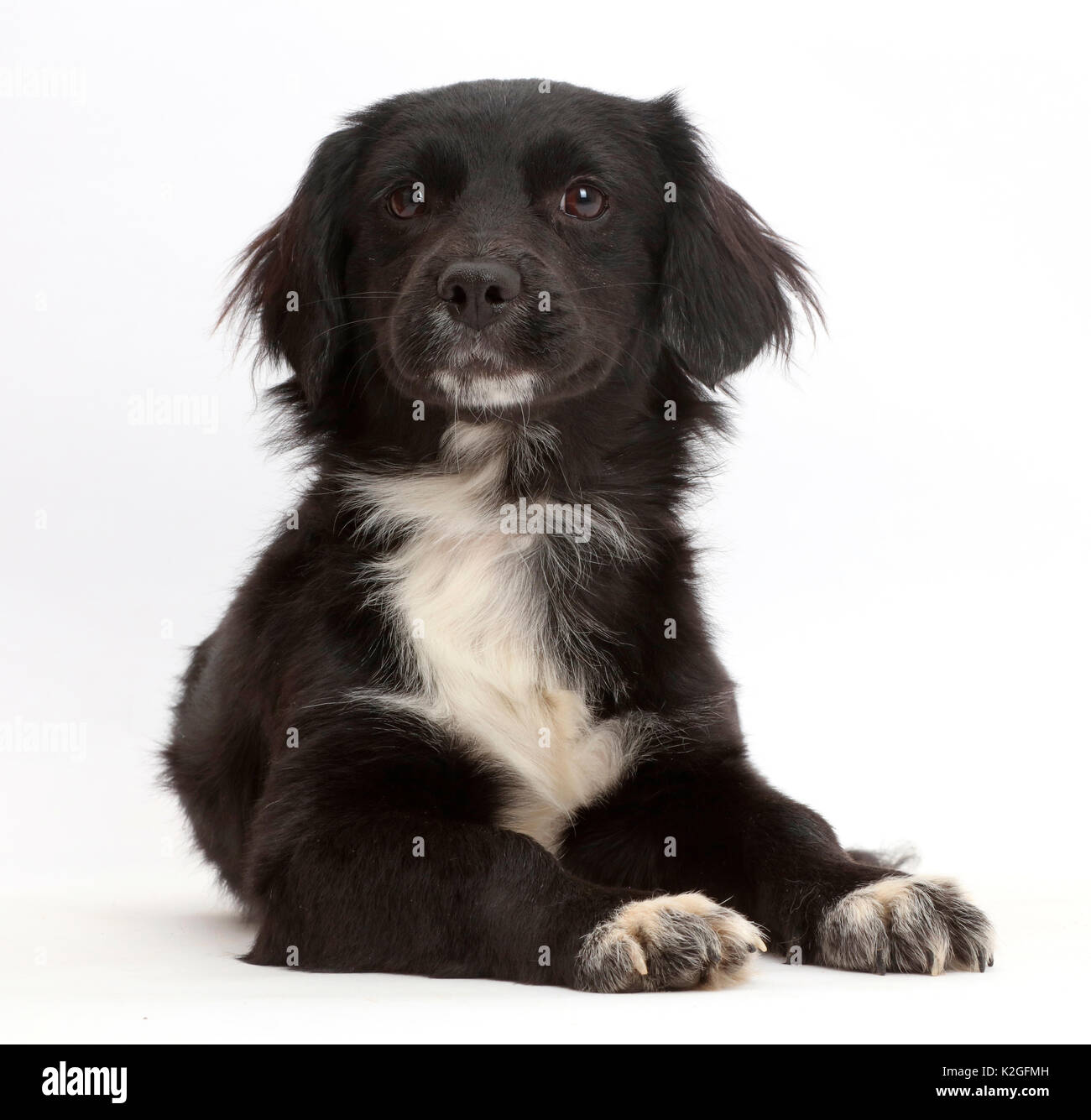 In bianco e nero di salvataggio cucciolo di cane. Foto Stock