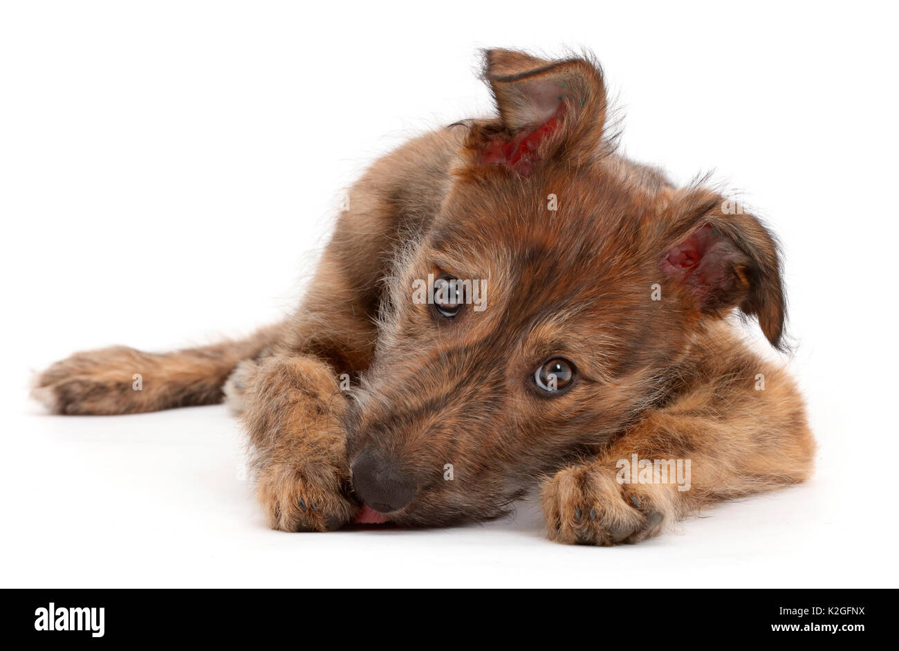 Brindle Lurcher cucciolo di cane leccare la sua zampa. Foto Stock