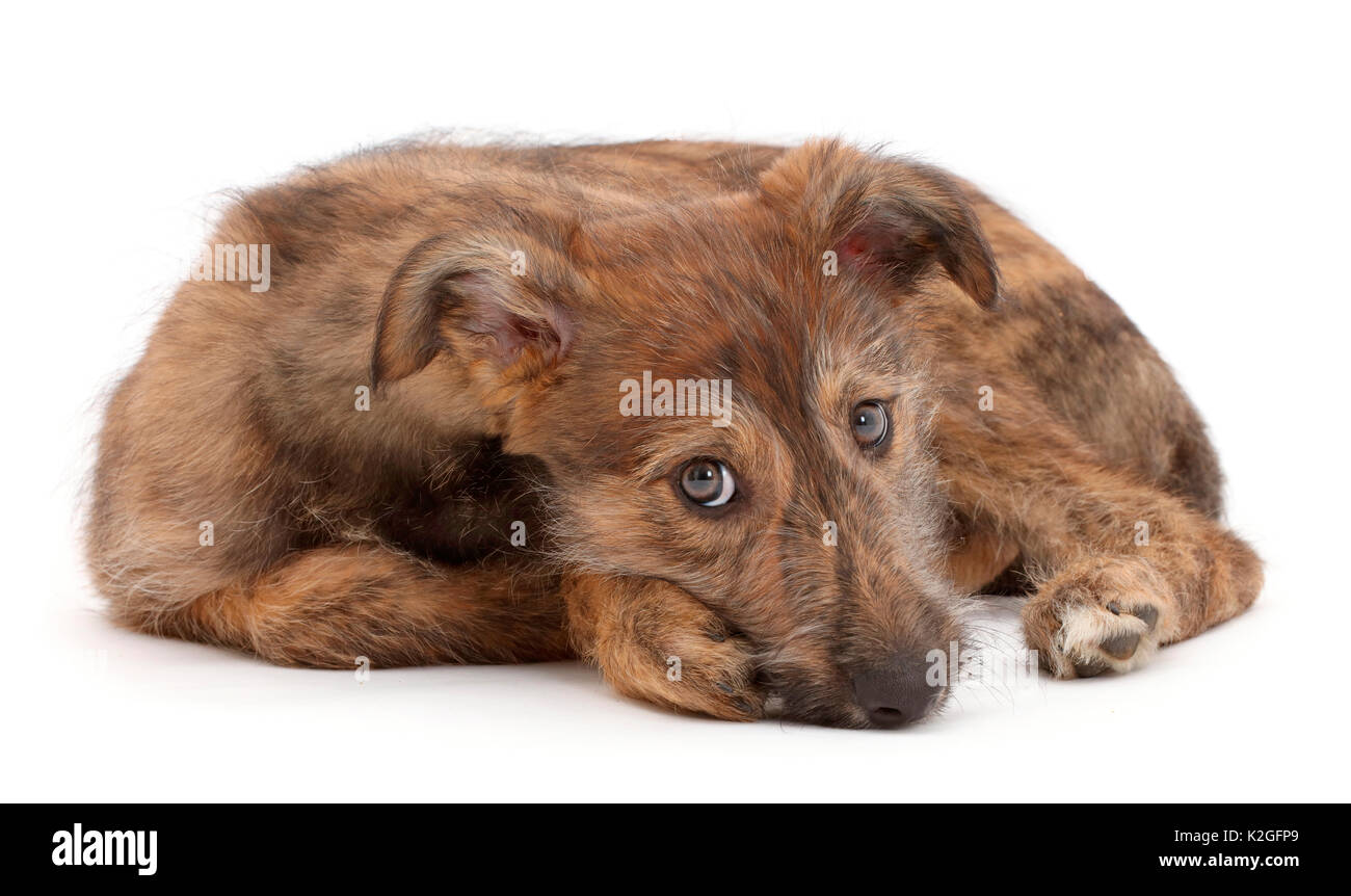 Brindle Lurcher cane cucciolo sdraiato. Foto Stock