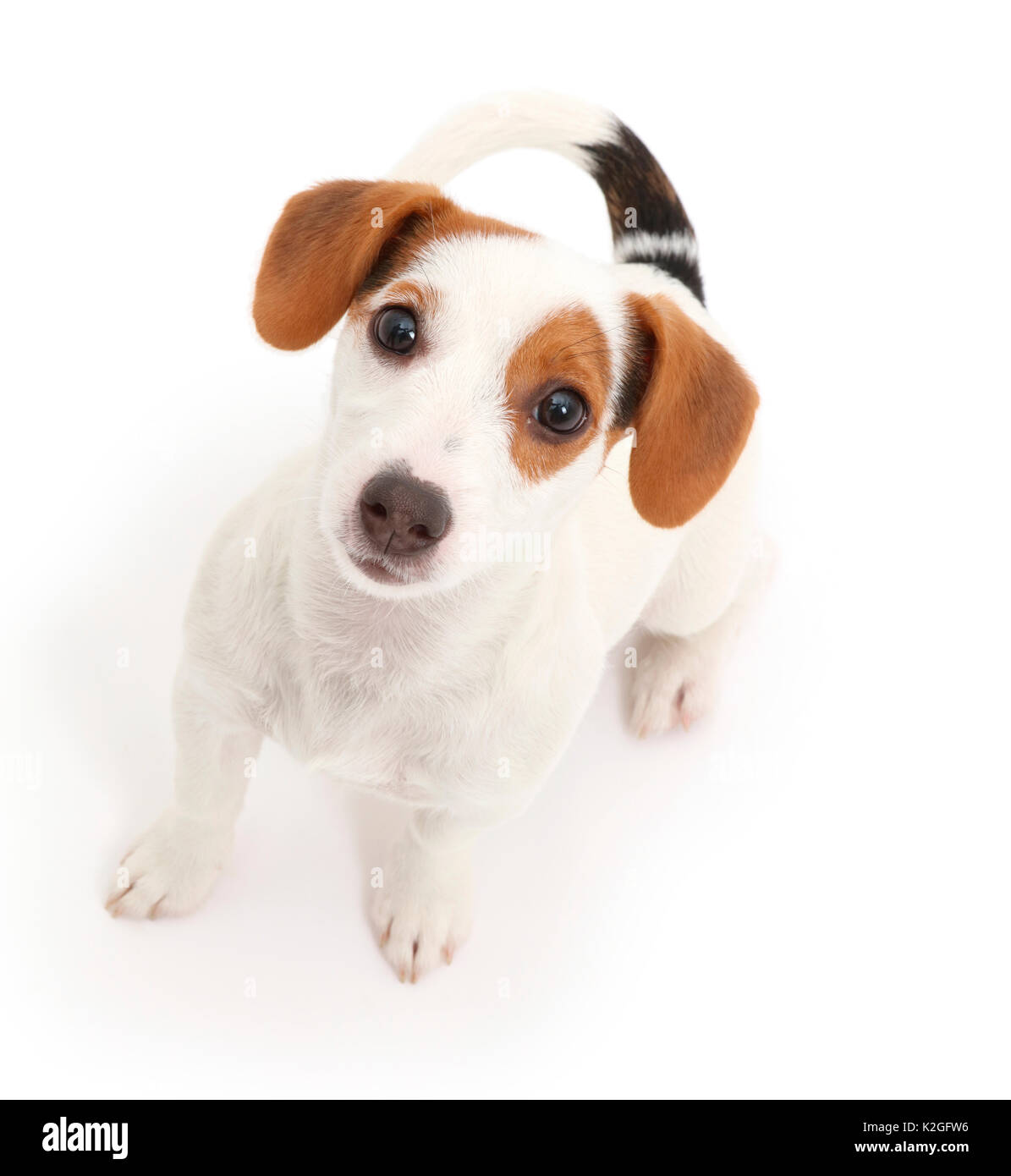 Jack Russell Terrier cucciolo seduto e guardando verso l'alto. Foto Stock
