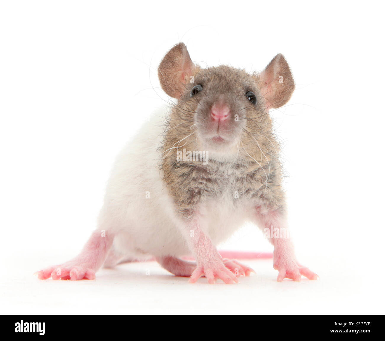 Giovane animale Rex rat. Foto Stock