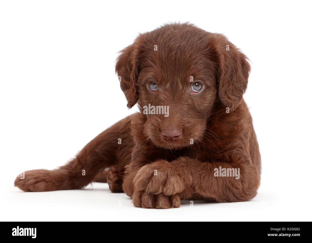 chocolate labradoodle