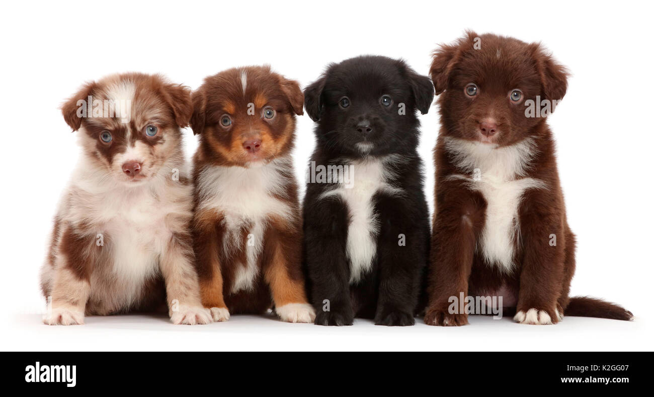 Quattro mini pastore americano di cuccioli in una fila. Foto Stock