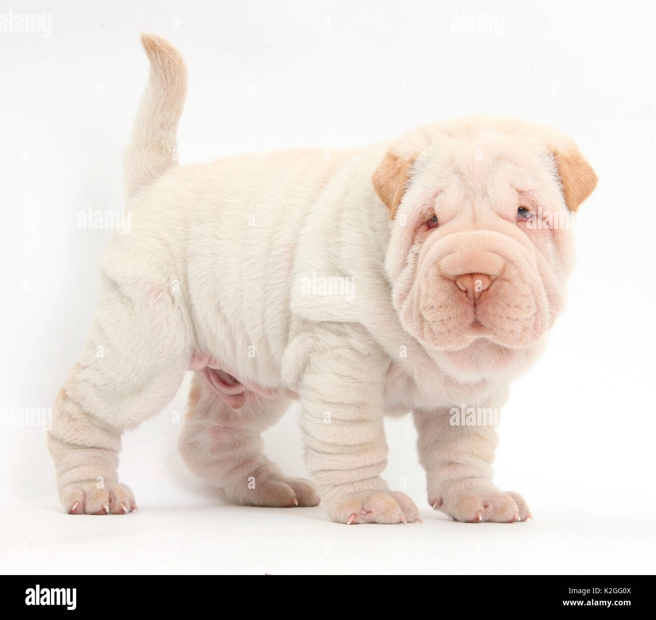 Shar Pei cucciolo in piedi. Foto Stock